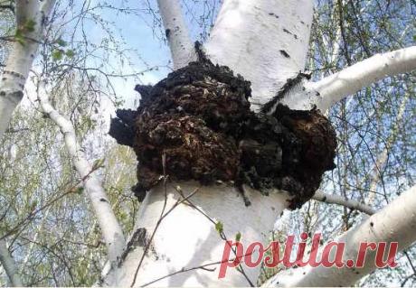 Чага: полезные свойства и применение, противопоказания, как приготовить