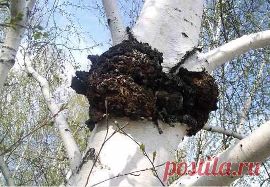 Чага: полезные свойства и применение, противопоказания, как приготовить