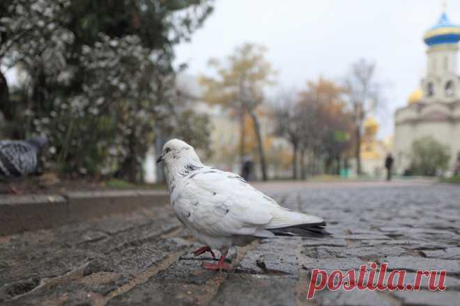 И скоро шорох листьев заменит снега хруст...