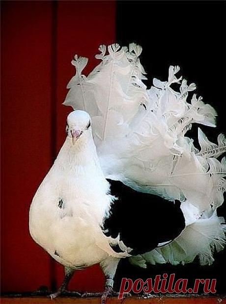 ☜♥☞Ինքս ինձնից գաղտնի` Քեզ եմ դարձյալ սիրում☜♥☞