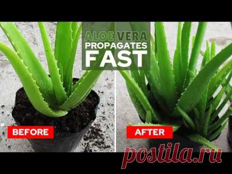 How To Propagate Aloe Vera Fast