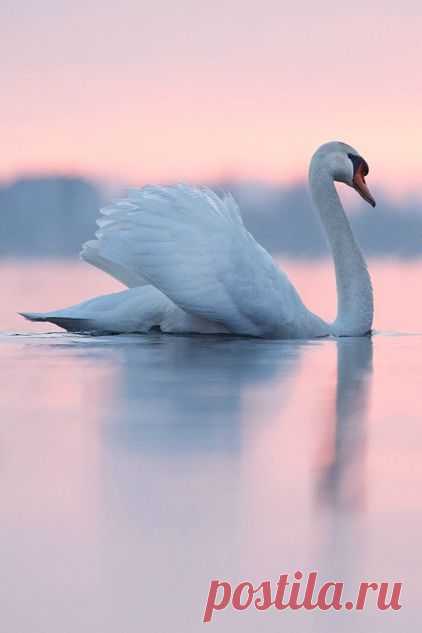 Pretty in Pink  by Roeselien Raimond / roeselienraimond.com    |  Pinterest • Всемирный каталог идей