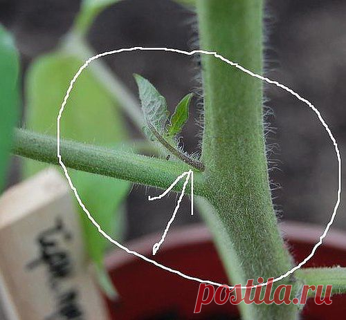 КОГДА И КАК ПАСЫНКОВАТЬ ПОМИДОРЫ