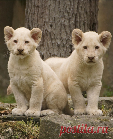 Белый лев – легенда африканских племен