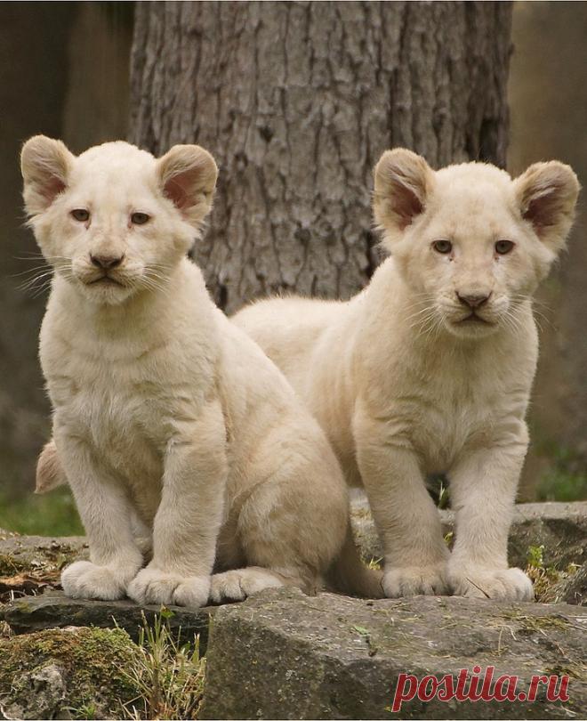 Белый лев – легенда африканских племен