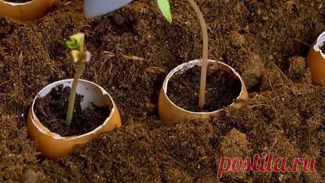 Невероятные советы и хитрости для любителей садоводства 💚