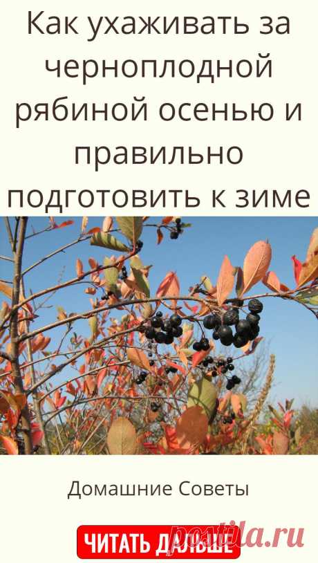 Как ухаживать за черноплодной рябиной осенью и правильно подготовить к зиме