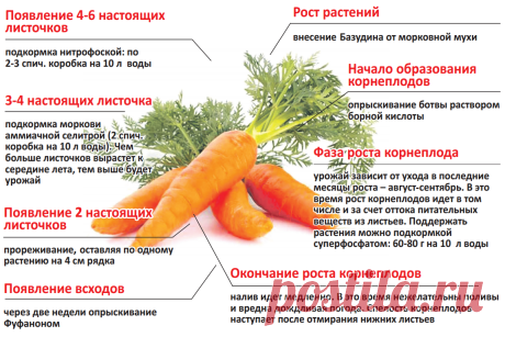 Уход за морковью по этапам роста
