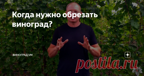 Когда нужно обрезать виноград? В данном выпуске я расскажу Вам об обрезке винограда.
А именно я расскажу Вам, когда необходимо начинать обрезку виноградных кустов.
Во многих регионах на данный момент погода уже начала портиться и постепенно наступают холода.