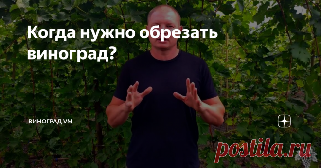 Когда нужно обрезать виноград? В данном выпуске я расскажу Вам об обрезке винограда.
А именно я расскажу Вам, когда необходимо начинать обрезку виноградных кустов.
Во многих регионах на данный момент погода уже начала портиться и постепенно наступают холода.