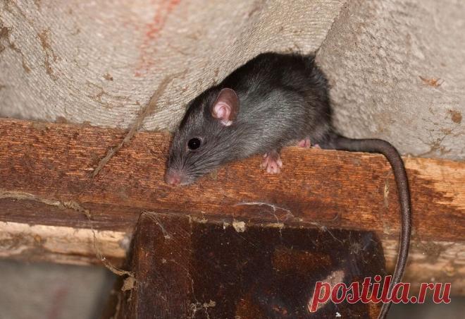 Как отогнать грызунов от дома и забыть, что они существуют? По моему лучший способ, которому научил меня пожилой охотник Однажды я разговорился с охотником. У них уже давно есть простой метод, как отвадить грызунов от провизии, который можно использовать не только на охоте, но и у себя дома,