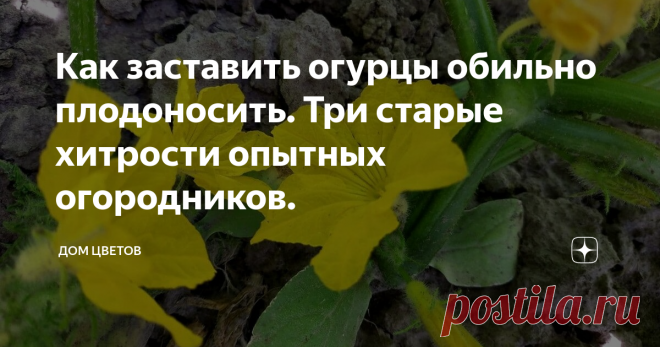 Как заставить огурцы обильно плодоносить. Три старые хитрости опытных огородников.     Многих начинающих огородников посещает легкая паника в начале сезона выращивания огурцов. Что делать? Все пропало! У меня сплошной пустоцвет!     Давайте сразу определимся, разговор пойдет о негибридных сортах огурцов. Гибридные сорта очень редко могут дать так называемый пустоцвет.     Ведь что такое пустоцвет? Это цветок, у которого нет и не может быть завязи, потому что это - мужской ...