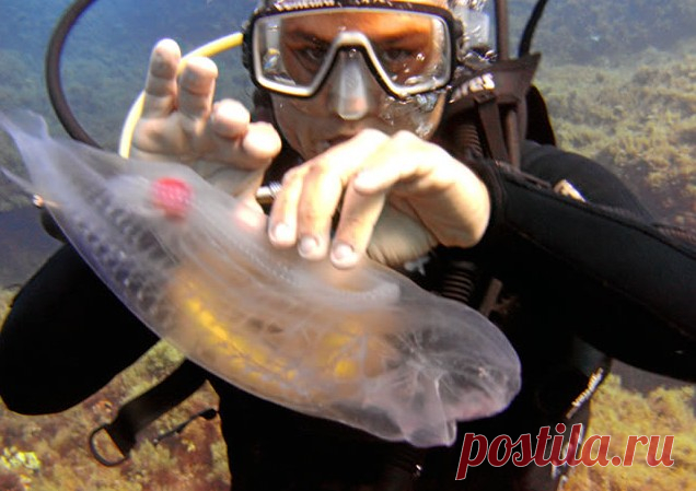 15 невероятных прозрачных животных, в существование которых сложно поверить