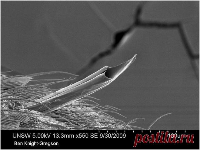 Обычные вещи под микроскопом выглядят как фантастический мир) | PRO ART | Яндекс Дзен