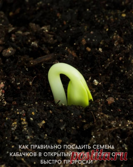 Как правильно посадить семена кабачков в открытый грунт, чтобы они быстро проросли — Сад Заготовка