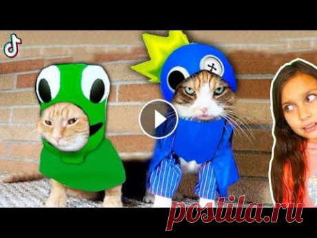 СМЕШНЫЕ КОТЫ СОШЛИ С УМА в ТИКТОК  Спасибо за видео Наши новые каналы VALERY CAT Game Box ВАЛЕРИШКА FAMILY ВАЛЕРИШКА МАКС ВАЛЕРИШКА PLAY ВАЛЕРИШКА SIM Мы в Яндекс Дзен: ВАЛЕРИШКА PLAY В...