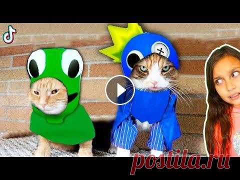 СМЕШНЫЕ КОТЫ СОШЛИ С УМА в ТИКТОК  Спасибо за видео Наши новые каналы VALERY CAT Game Box ВАЛЕРИШКА FAMILY ВАЛЕРИШКА МАКС ВАЛЕРИШКА PLAY ВАЛЕРИШКА SIM Мы в Яндекс Дзен: ВАЛЕРИШКА PLAY В...