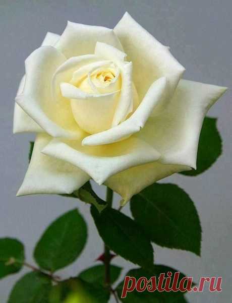 Creamy White Rose - my favorites: white roses, champagne, dark chocolate and golconda diamonds.  |  Pinterest: инструмент для поиска и хранения интересных идей