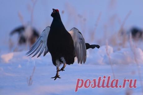 Птицы Челябинской области