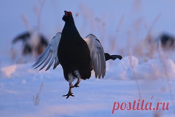 Птицы Челябинской области