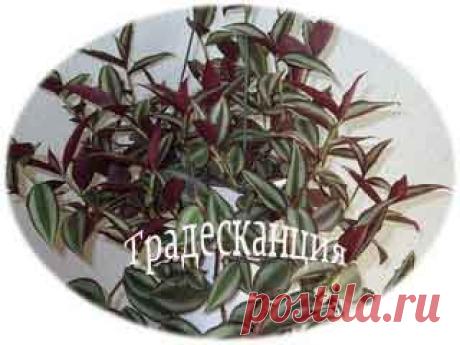Комнатные растения помогут | Народные рецепты здоровья