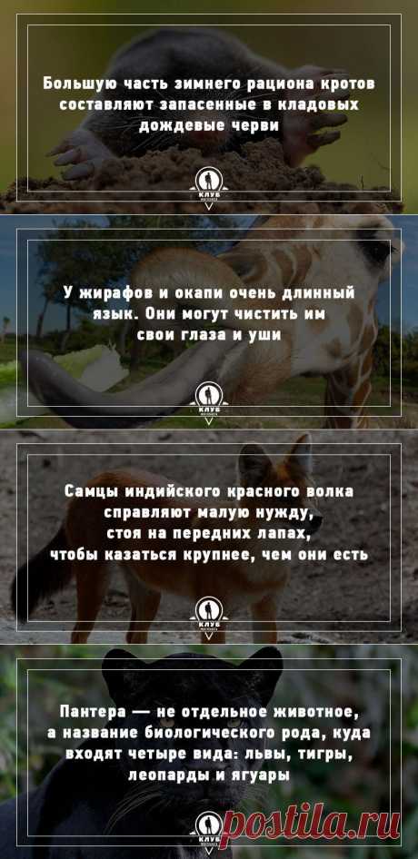 Удивительные факты о животных