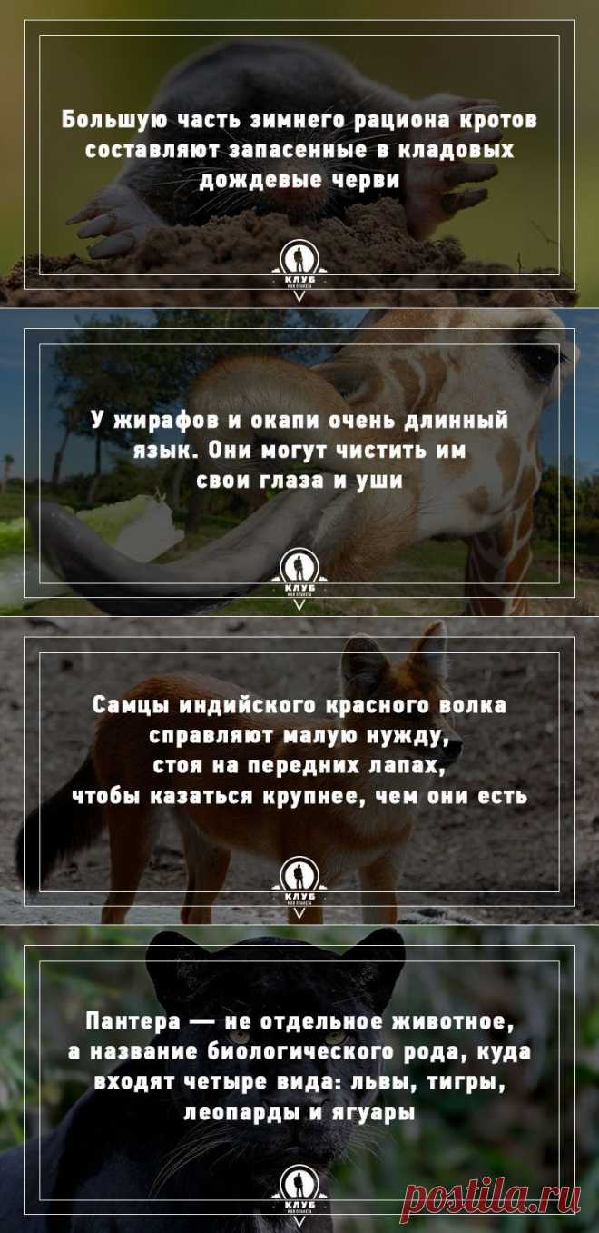 Удивительные факты о животных