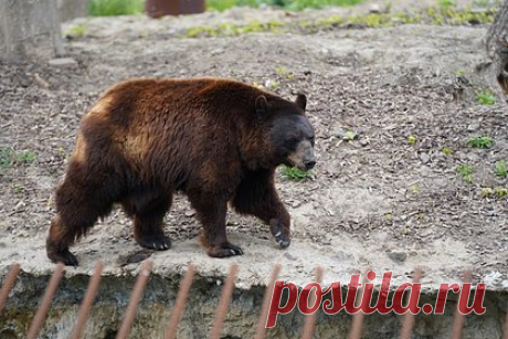 Медведица напала на четверых россиян. В Республике Коми медведица напала на четверых россиян. По словам сотрудника Троицко-Печорского аварийно-спасательного отряда, пострадавшими оказались лесозаготовщики. Вахтовики, которые шли сзади, помогли мужчинам спастись. Уточняется, что двое из них оказались в реанимации, поскольку у них разорваны лица.