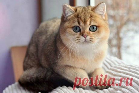 «Породистые кошки» — карточка пользователя Наталья Жорова в Яндекс.Коллекциях