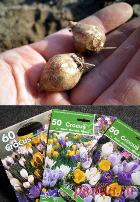 Осенняя посадка мелколуковичных — 6 соток