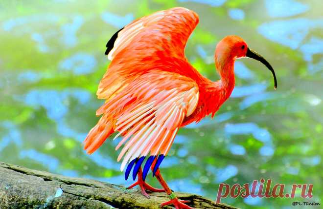 Scarlet Ibis, Eudocimus ruber Scarlet Ibis, Eudocimus ruber Linnaeus at Omaha Zoo