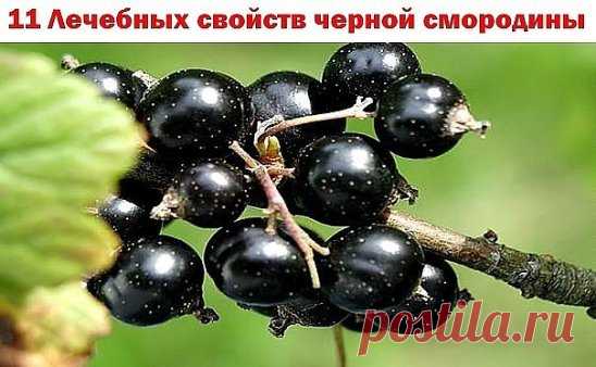 11 лечебных свойств черной смородины
1. Черная смородина имеет очень важное свойство - она предотвращает онкологические заболевания и стоит на страже здоровья сердечно-сосудистой системы. 
2. Кроме того, эта удивительная ягода препятствует ослаблению умственных способностей у пожилых людей, поэтому людям преклонного возраста настоятельно рекомендуется употреблять в пищу как можно больше свежих ягод черной смородины. 
3. Согласно результатов научных исследований, ягоды черн...