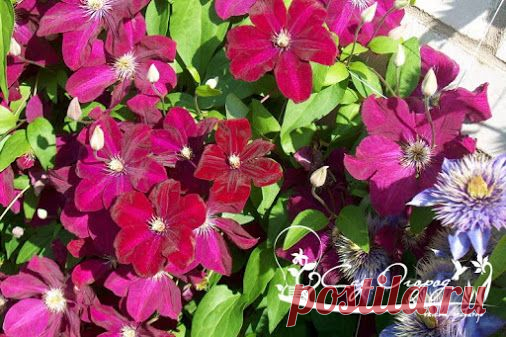 Размножение клематиса Деление куста Самым простым способом размножения…