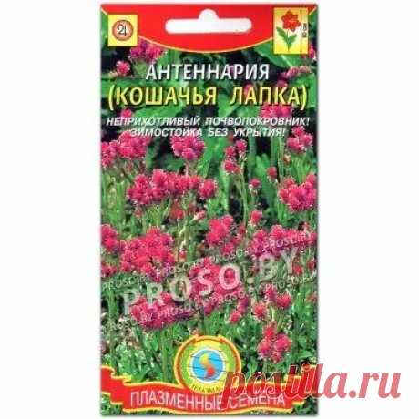 Купить семена Антеннария (кошачья лапка) в Минске и почтой по Беларуси