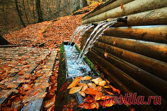 Autumn leaves fall fountain Nature photography Wall by gonulk