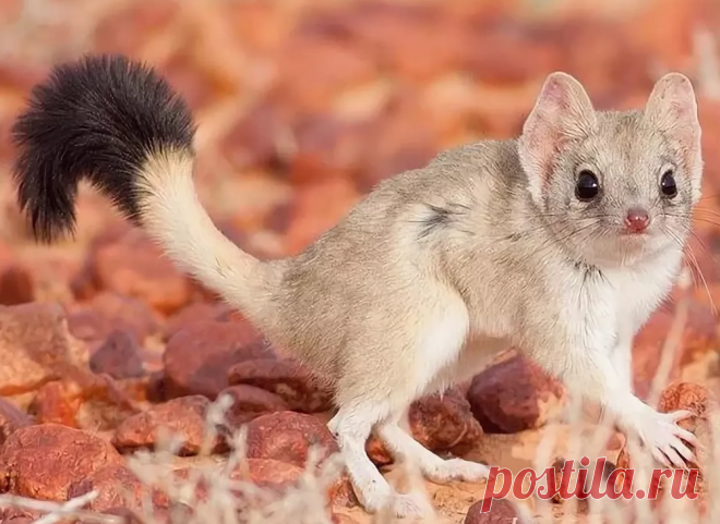 флора и фауна австралии – Google Поиск