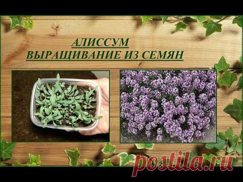 Алиссум (лобулярия) - посев, выращивание, уход