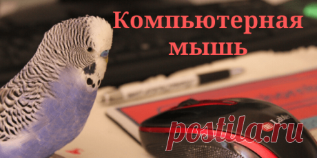 Компьютерная мышь - Самое прекрасное на земле - это жизнь!