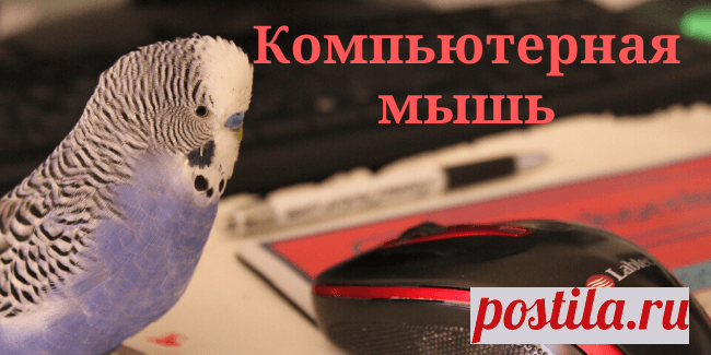 Компьютерная мышь - Самое прекрасное на земле - это жизнь!