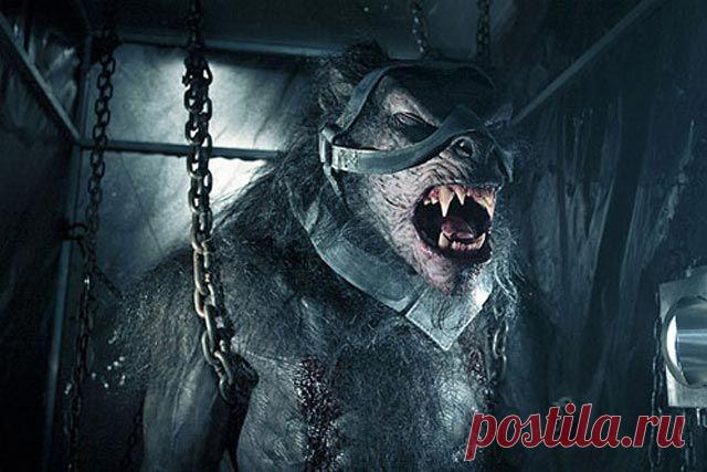 Существуют ли оборотни в реальности?