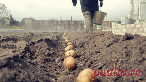 Как получить раннюю картошку всем на зависть | рецептовик | Яндекс Дзен