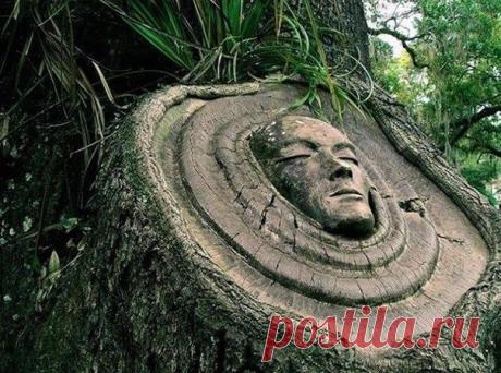 Американский скульптор Кейт Дженнингс вырезает лица на пнях и высохших деревьях. Ее работы символизируют идею о том, что у всего живого на планете есть душа