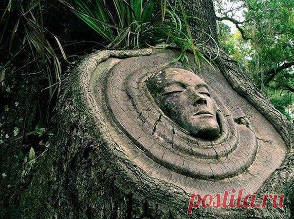 Американский скульптор Кейт Дженнингс вырезает лица на пнях и высохших деревьях. Ее работы символизируют идею о том, что у всего живого на планете есть душа