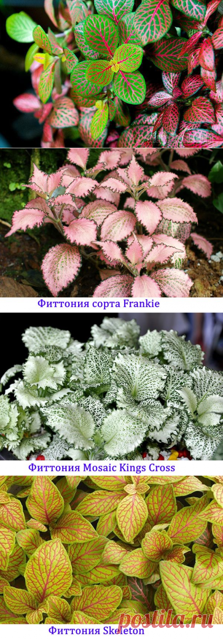 Яркая капризница: виды фиттонии для выращивания дома