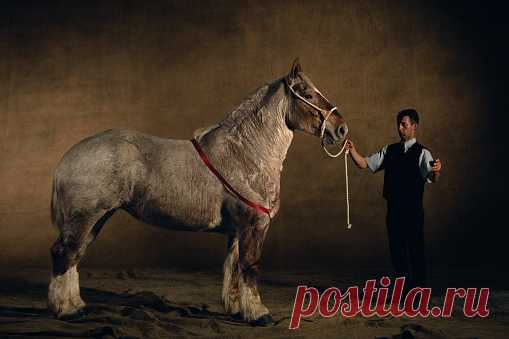 Terski Stallion Tekhas Five Years Old Equiros Horse Show Sokolniki Moscow Russia Stock Photo | Getty Images