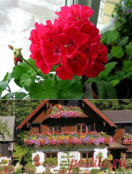 Прекрасная герань