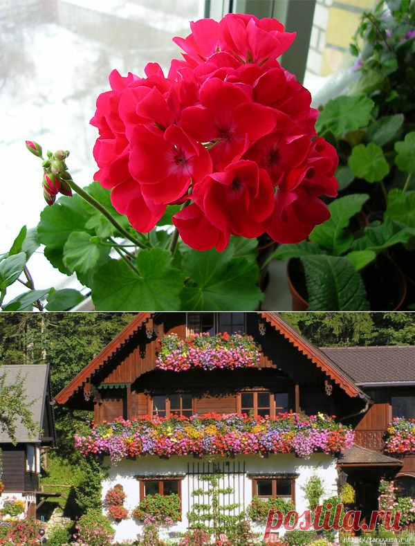 Прекрасная герань