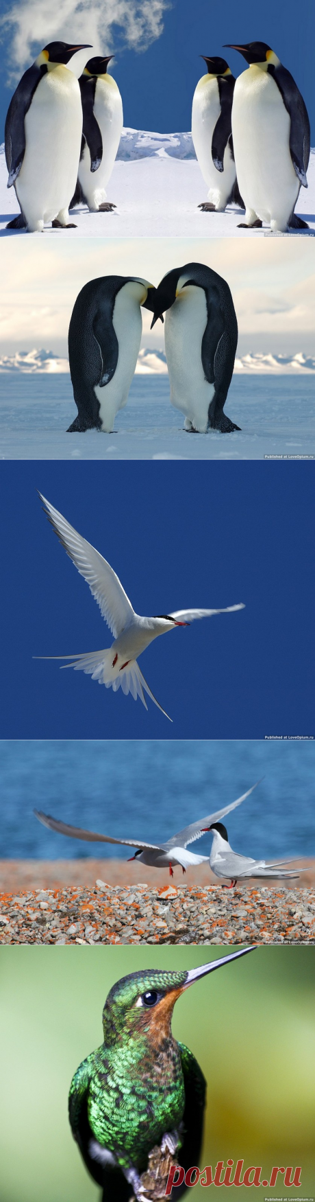 Птицы-рекордсмены — Наука и жизнь