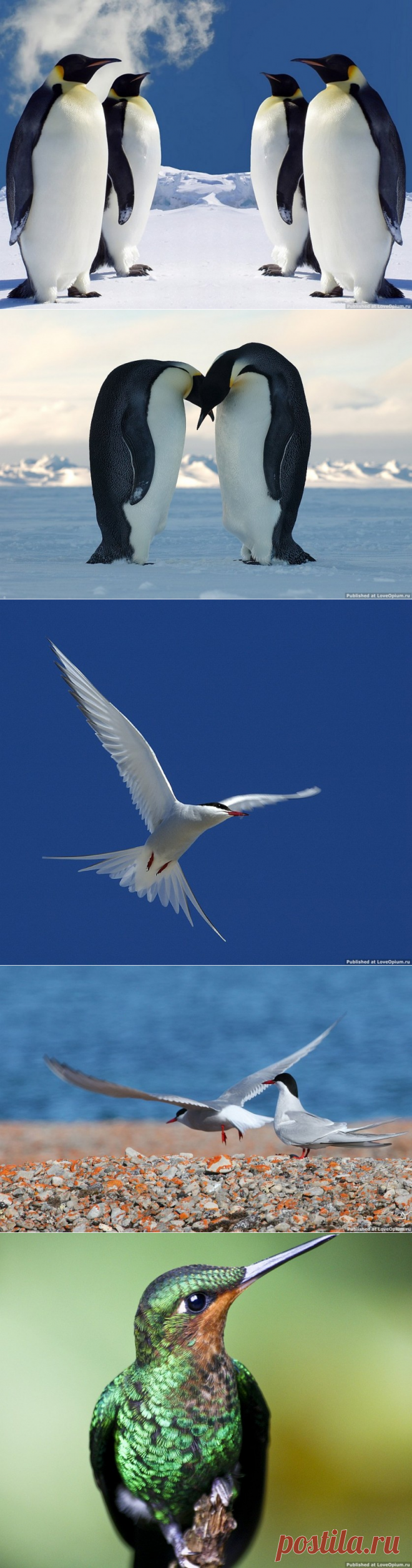 Птицы-рекордсмены — Наука и жизнь