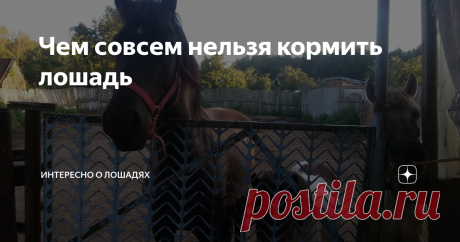 Чем совсем нельзя кормить лошадь Совсем-совсем нельзя, даже чуть-чуть.